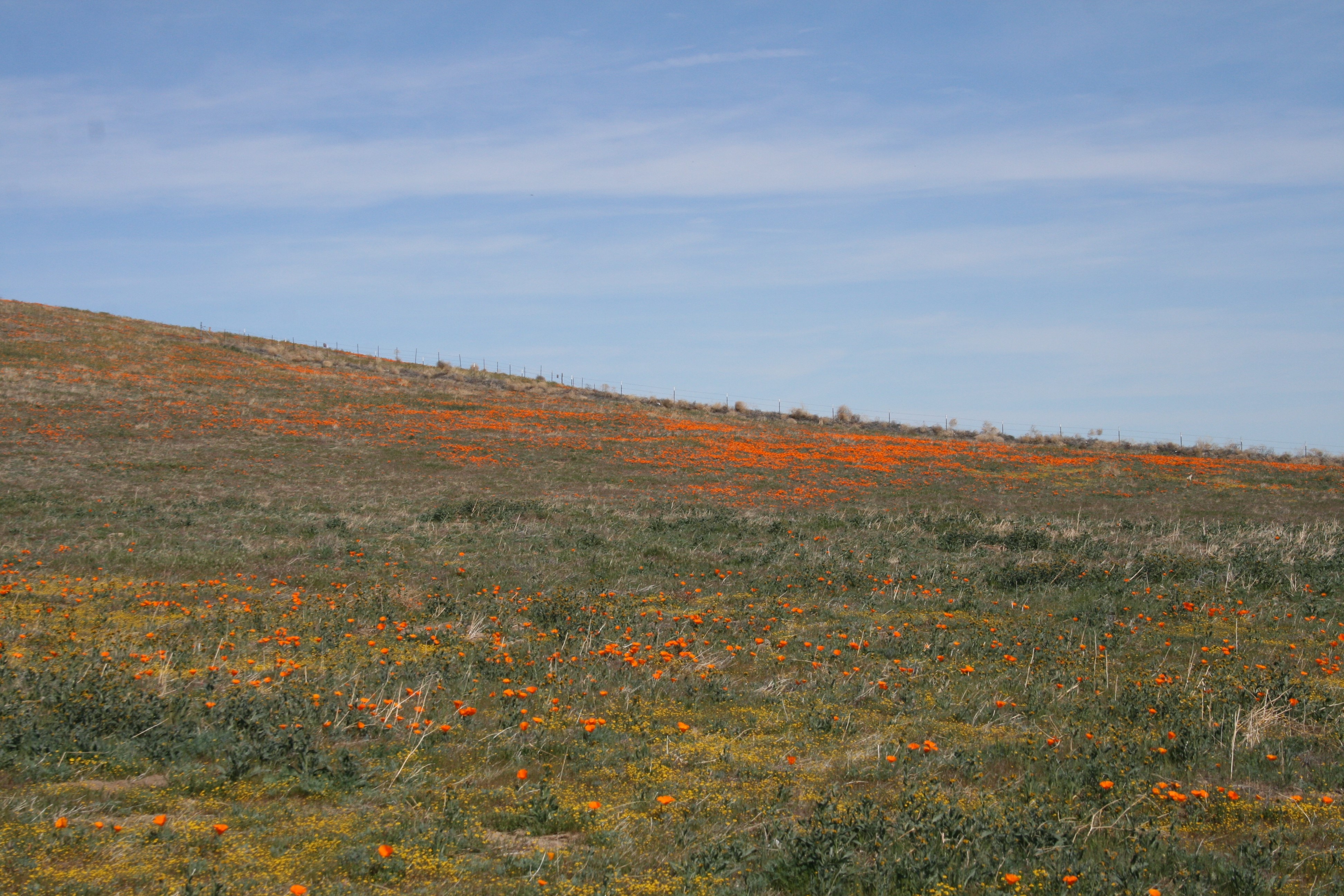 Banner for  California State Parks May Experience a Moderate Wildflower Bloom This Spring Season